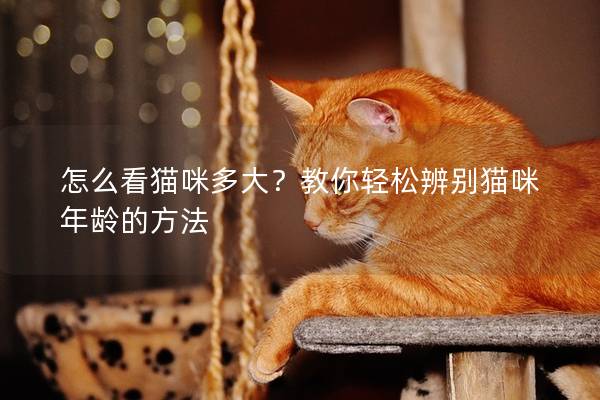 怎么看猫咪多大？教你轻松辨别猫咪年龄的方法
