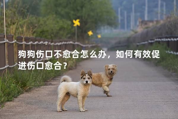 狗狗伤口不愈合怎么办，如何有效促进伤口愈合？