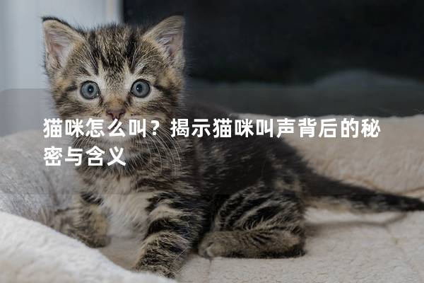 猫咪怎么叫？揭示猫咪叫声背后的秘密与含义