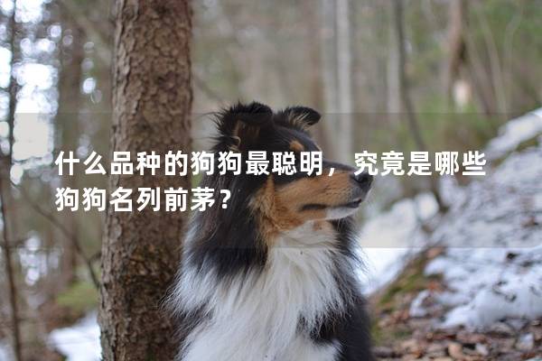 什么品种的狗狗最聪明，究竟是哪些狗狗名列前茅？