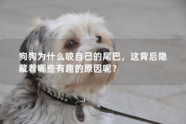 狗狗为什么咬自己的尾巴，这背后隐藏着哪些有趣的原因呢？