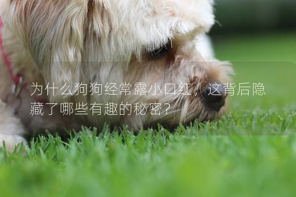 为什么狗狗经常露小口红，这背后隐藏了哪些有趣的秘密？