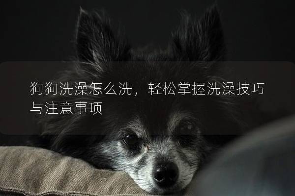 狗狗洗澡怎么洗，轻松掌握洗澡技巧与注意事项