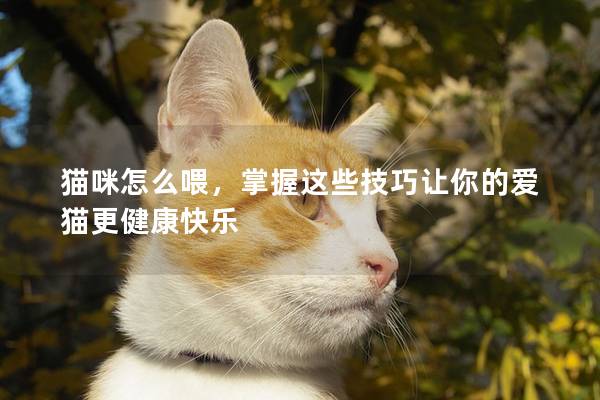 猫咪怎么喂，掌握这些技巧让你的爱猫更健康快乐