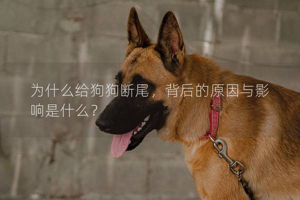 为什么给狗狗断尾，背后的原因与影响是什么？