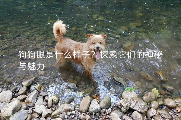 狗狗眼是什么样子？探索它们的神秘与魅力