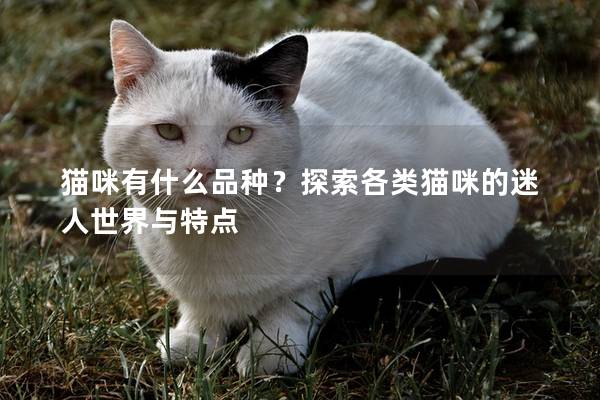 猫咪有什么品种？探索各类猫咪的迷人世界与特点