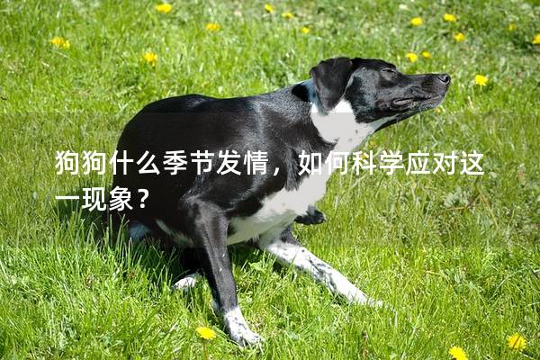 狗狗什么季节发情，如何科学应对这一现象？