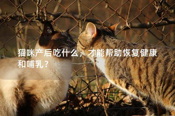 猫咪产后吃什么，才能帮助恢复健康和哺乳？
