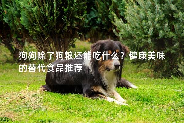 狗狗除了狗粮还能吃什么？健康美味的替代食品推荐