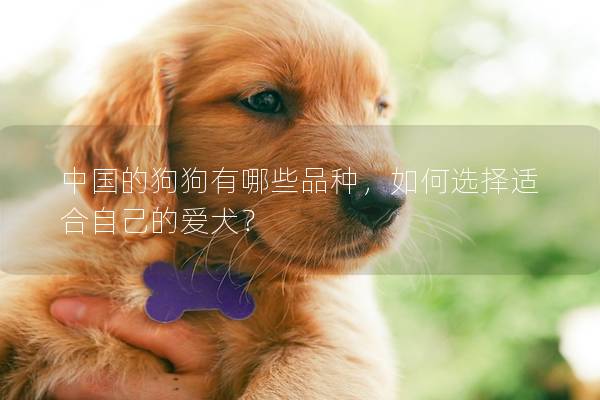中国的狗狗有哪些品种，如何选择适合自己的爱犬？