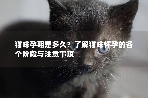 猫咪孕期是多久？了解猫咪怀孕的各个阶段与注意事项