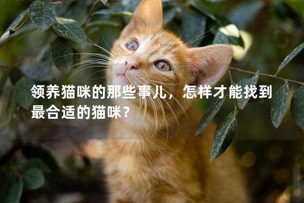领养猫咪的那些事儿，怎样才能找到最合适的猫咪？