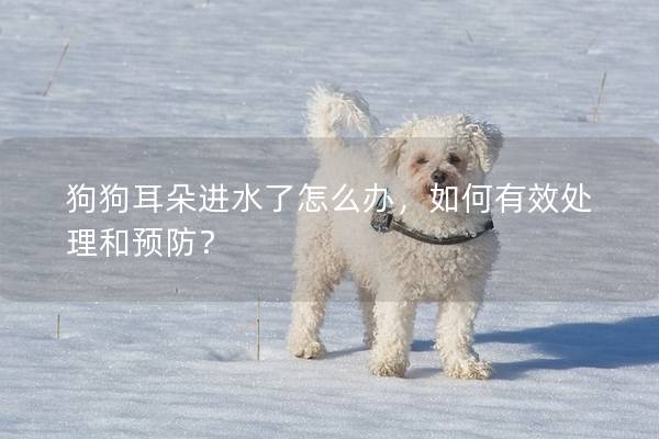 狗狗耳朵进水了怎么办，如何有效处理和预防？