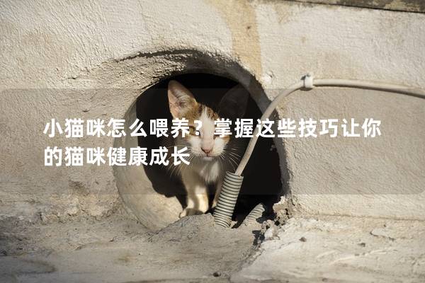 小猫咪怎么喂养？掌握这些技巧让你的猫咪健康成长