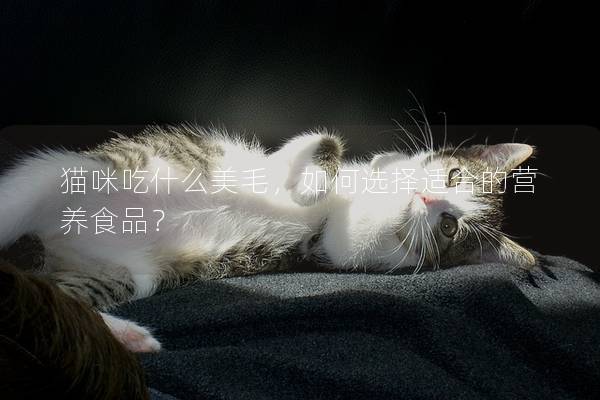 猫咪吃什么美毛，如何选择适合的营养食品？