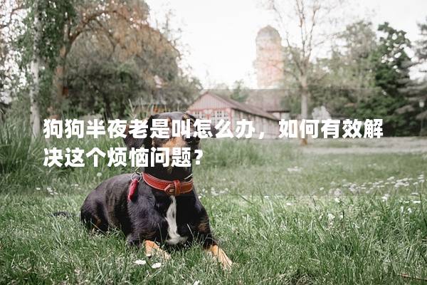 狗狗半夜老是叫怎么办，如何有效解决这个烦恼问题？