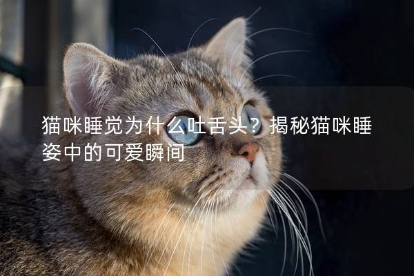 猫咪睡觉为什么吐舌头？揭秘猫咪睡姿中的可爱瞬间
