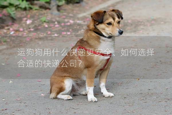 运狗狗用什么快递更安全、如何选择合适的快递公司？