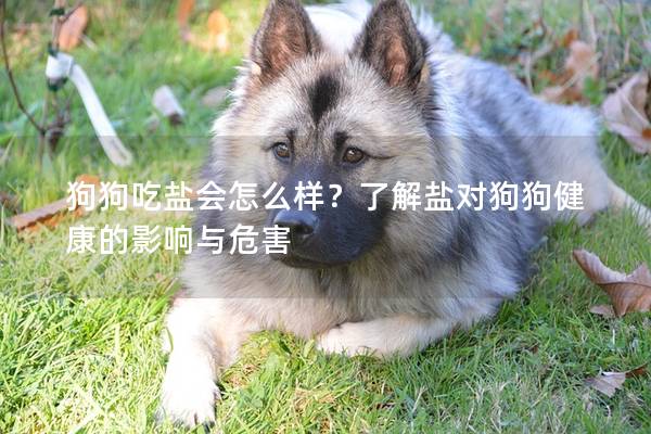 狗狗吃盐会怎么样？了解盐对狗狗健康的影响与危害