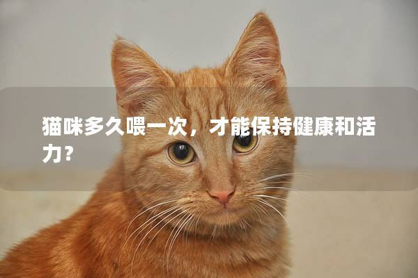 猫咪多久喂一次，才能保持健康和活力？