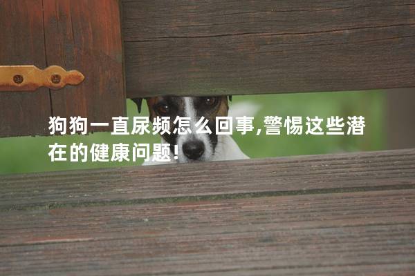 狗狗一直尿频怎么回事,警惕这些潜在的健康问题!