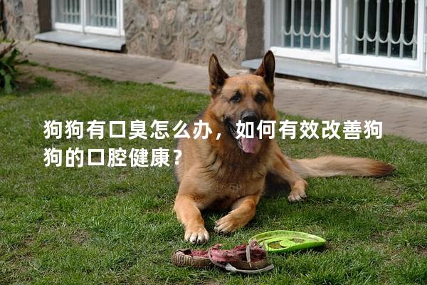 狗狗有口臭怎么办，如何有效改善狗狗的口腔健康？