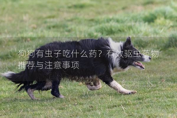 狗狗有虫子吃什么药？有效驱虫药物推荐与注意事项