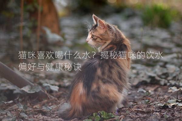 猫咪喜欢喝什么水？揭秘猫咪的饮水偏好与健康秘诀