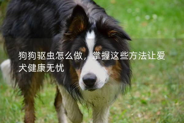 狗狗驱虫怎么做，掌握这些方法让爱犬健康无忧