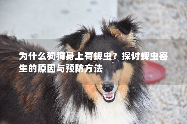 为什么狗狗身上有蜱虫？探讨蜱虫寄生的原因与预防方法