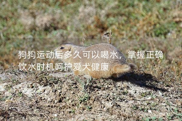 狗狗运动后多久可以喝水，掌握正确饮水时机呵护爱犬健康