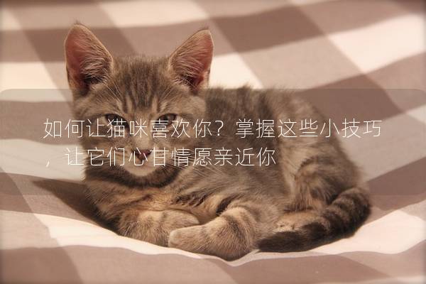 如何让猫咪喜欢你？掌握这些小技巧，让它们心甘情愿亲近你