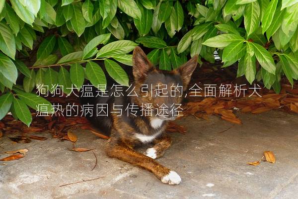 狗狗犬瘟是怎么引起的,全面解析犬瘟热的病因与传播途径