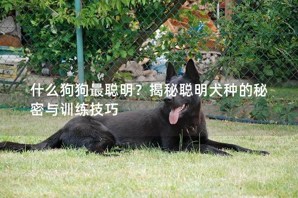 什么狗狗最聪明？揭秘聪明犬种的秘密与训练技巧