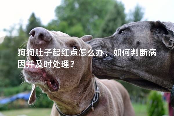 狗狗肚子起红点怎么办，如何判断病因并及时处理？