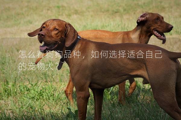 怎么看狗狗品种，如何选择适合自己的宠物犬？