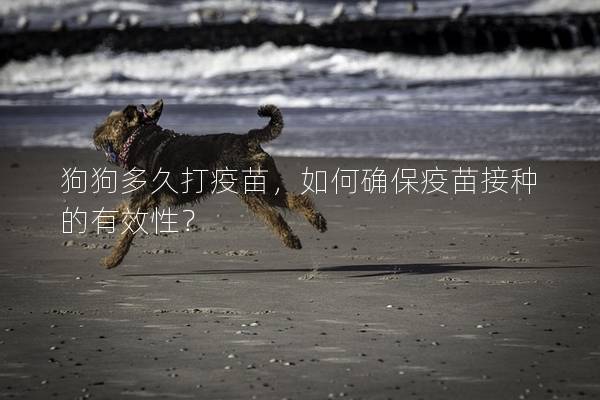 狗狗多久打疫苗，如何确保疫苗接种的有效性？