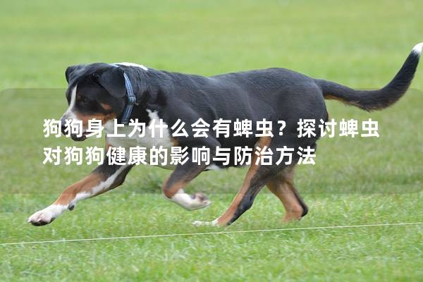 狗狗身上为什么会有蜱虫？探讨蜱虫对狗狗健康的影响与防治方法