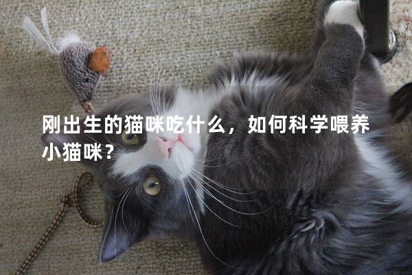 刚出生的猫咪吃什么，如何科学喂养小猫咪？