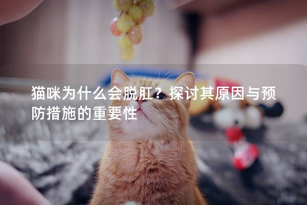 猫咪为什么会脱肛？探讨其原因与预防措施的重要性