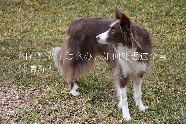 和狗狗做了怎么办，如何处理这个意外情况？