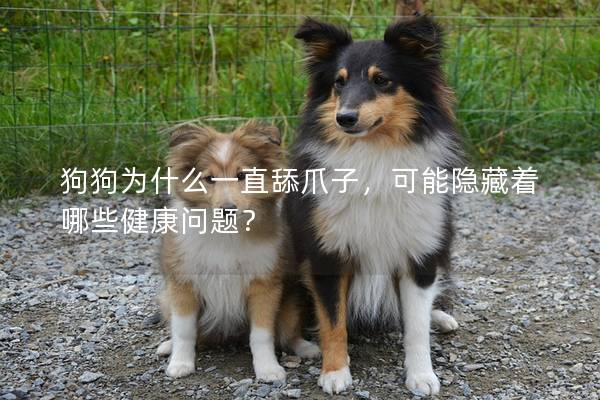狗狗为什么一直舔爪子，可能隐藏着哪些健康问题？