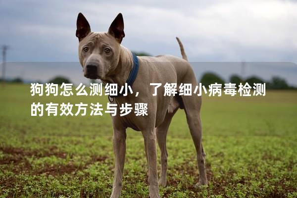 狗狗怎么测细小，了解细小病毒检测的有效方法与步骤
