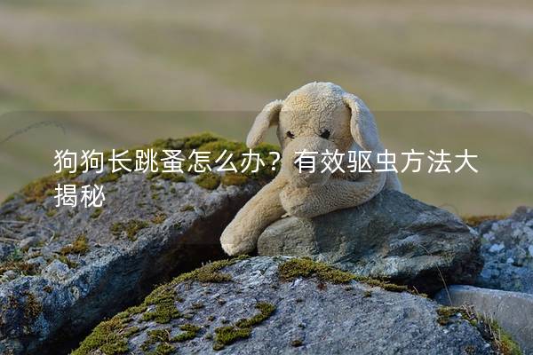 狗狗长跳蚤怎么办？有效驱虫方法大揭秘