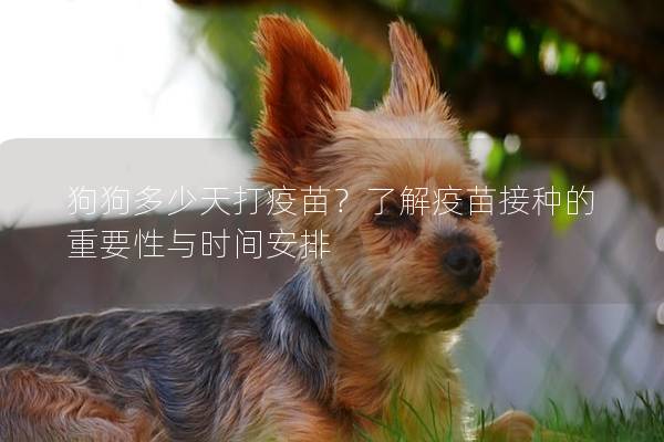 狗狗多少天打疫苗？了解疫苗接种的重要性与时间安排