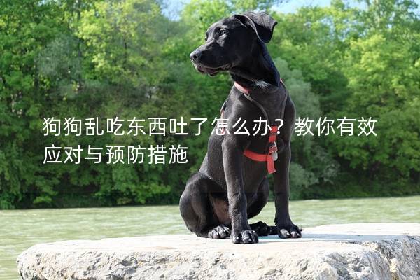 狗狗乱吃东西吐了怎么办？教你有效应对与预防措施