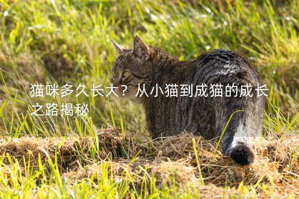 猫咪多久长大？从小猫到成猫的成长之路揭秘
