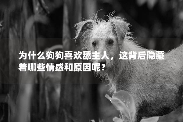 为什么狗狗喜欢舔主人，这背后隐藏着哪些情感和原因呢？