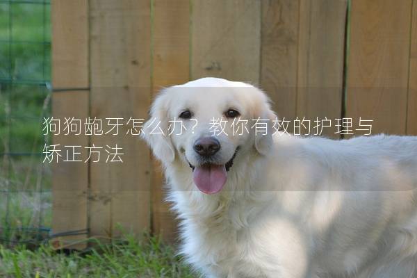 狗狗龅牙怎么办？教你有效的护理与矫正方法